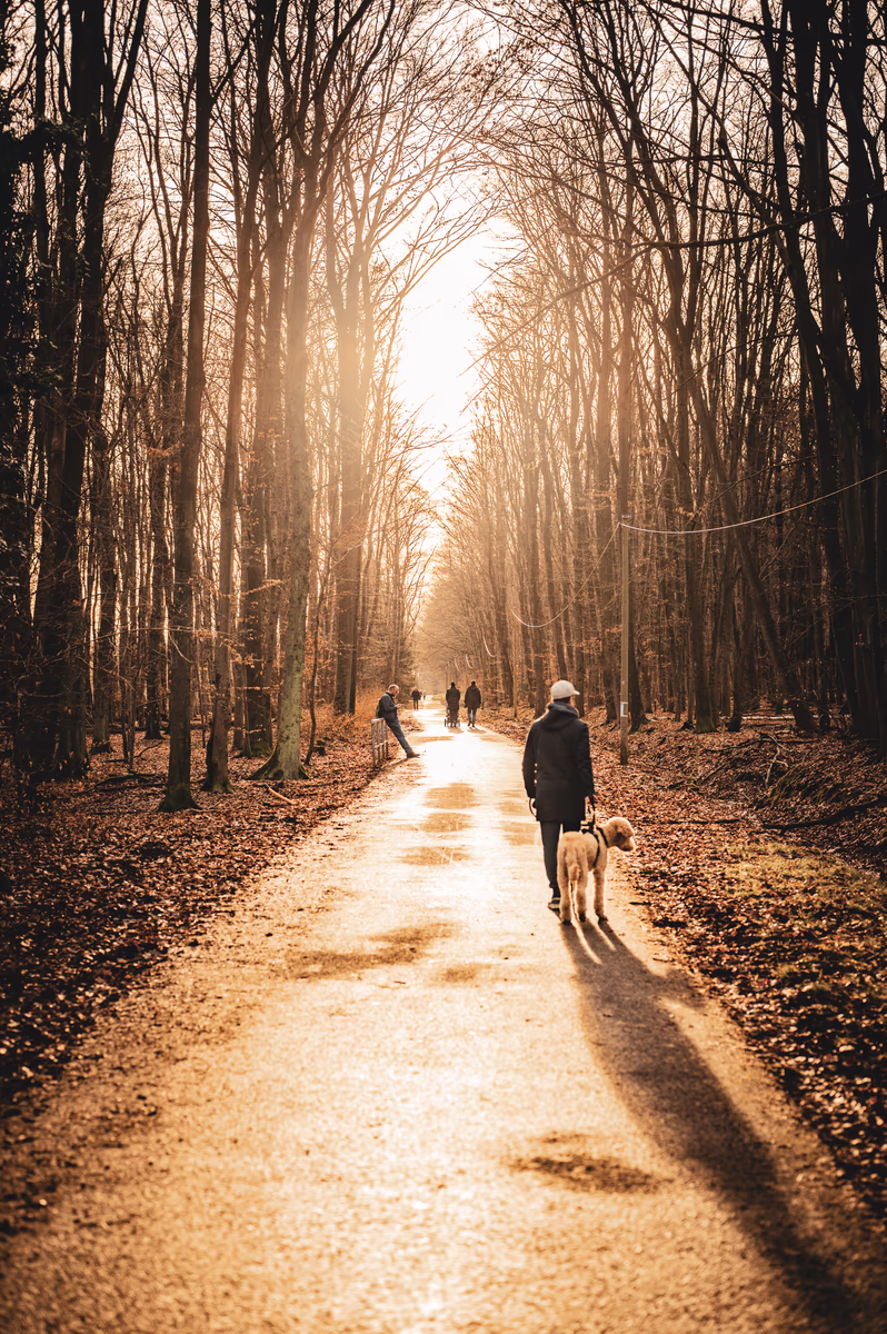 A person walks a dog down a sun-drenched forest path during the golden hour, with tall, bare winter trees framing the trail and other figures in the distance.