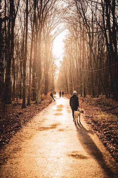 A person walks a dog down a sun-drenched forest path during the golden hour, with tall, bare winter trees framing the trail and other figures in the distance.