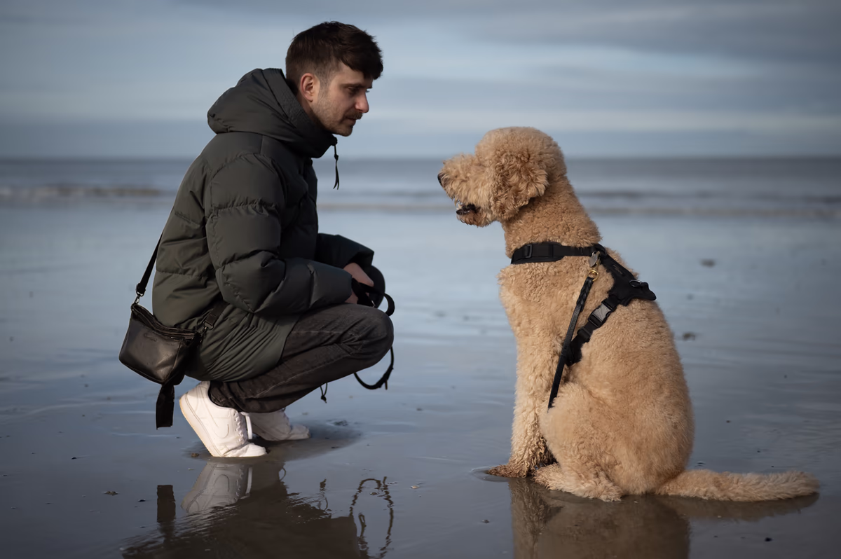 A man in a dark puffer jacket crouches on a wet, sandy beach, looking intently at a large, golden-furred dog who sits and looks right back at him, creating a moment of mutual connection.