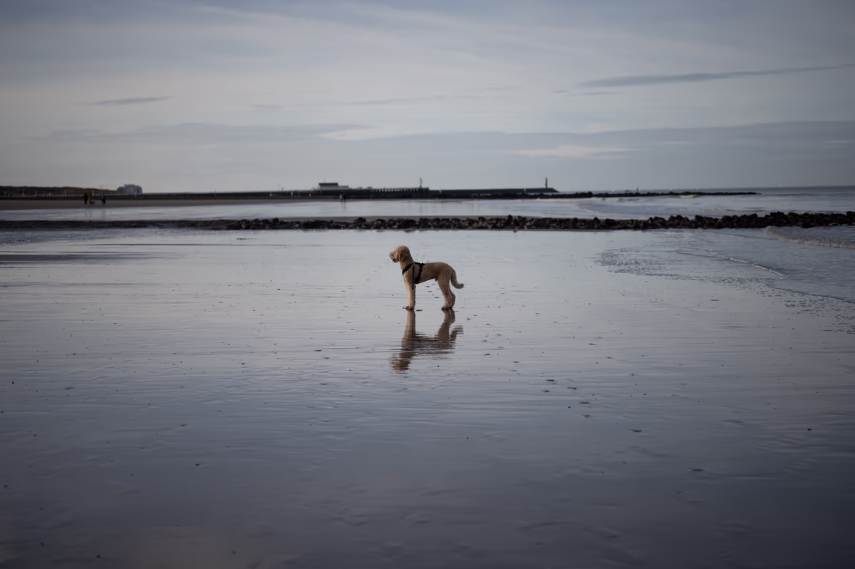 A golden-furred poodle wearing a black harness stands on a wet, reflective sandy beach during low tide under a cloudy sky. The dog's reflection is clearly visible in the shallow water, with a distant pier and shoreline in the background.