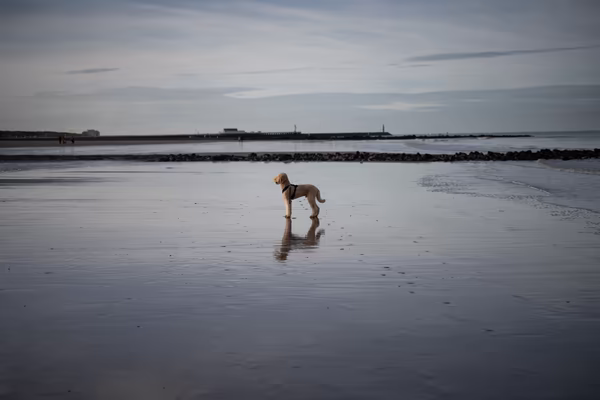 A golden-furred poodle wearing a black harness stands on a wet, reflective sandy beach during low tide under a cloudy sky. The dog's reflection is clearly visible in the shallow water, with a distant pier and shoreline in the background.