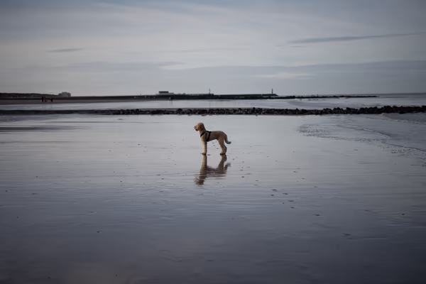 A golden-furred poodle wearing a black harness stands on a wet, reflective sandy beach during low tide under a cloudy sky. The dog's reflection is clearly visible in the shallow water, with a distant pier and shoreline in the background.