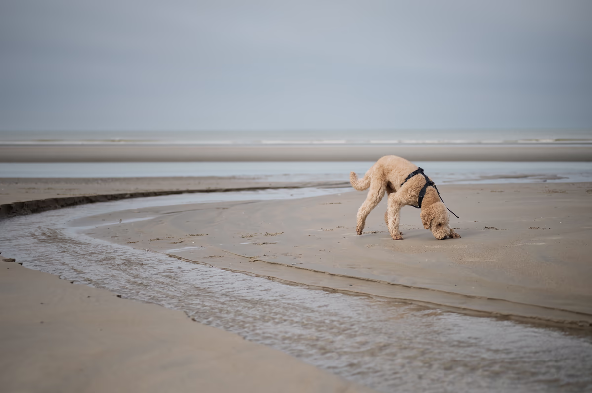 A golden poodle wearing a black harness sniffs the sand on a vast, misty beach near a shallow water channel.