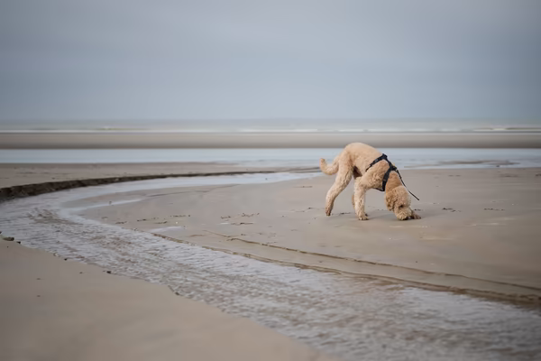 A golden poodle wearing a black harness sniffs the sand on a vast, misty beach near a shallow water channel.
