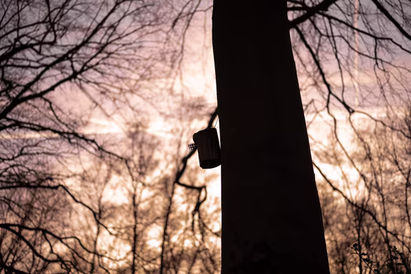 A silhouette of a birdhouse attached to a thick tree trunk, set against a backdrop of bare winter branches and a soft, sepia-toned sunset sky.