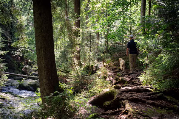 A hiker walks with a poodle along a dirt trail root-covered path through a dense, sunlit forest beside a small rocky stream.