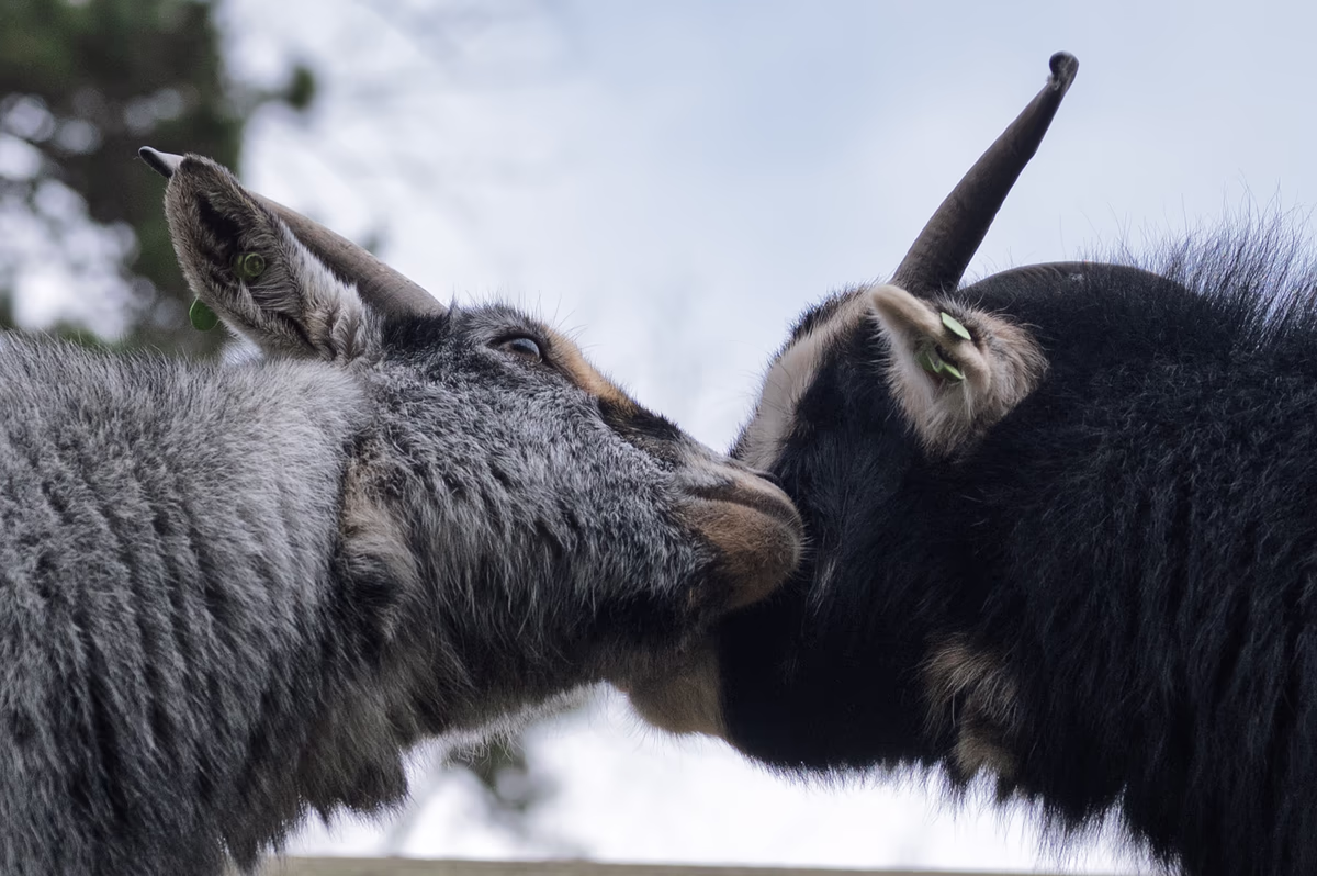 A close-up side profile of two goats, one light grey and one black, touching noses in an intimate or inquisitive moment.