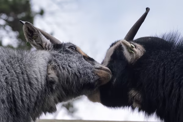 A close-up side profile of two goats, one light grey and one black, touching noses in an intimate or inquisitive moment.