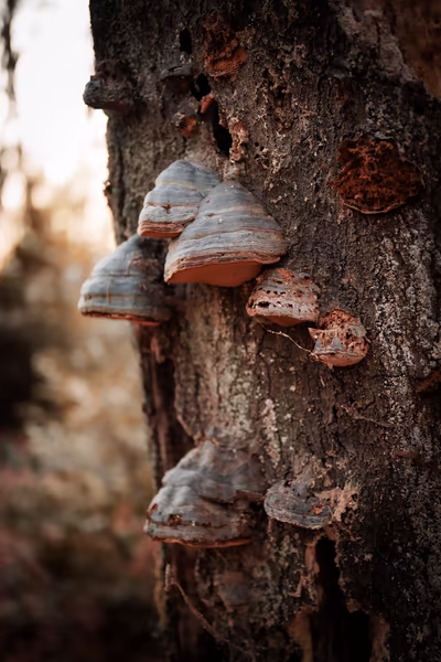 A close-up shot of several grey bracket fungi growing out of the rough bark of a tree trunk, with a soft-focus forest background in warm tones.