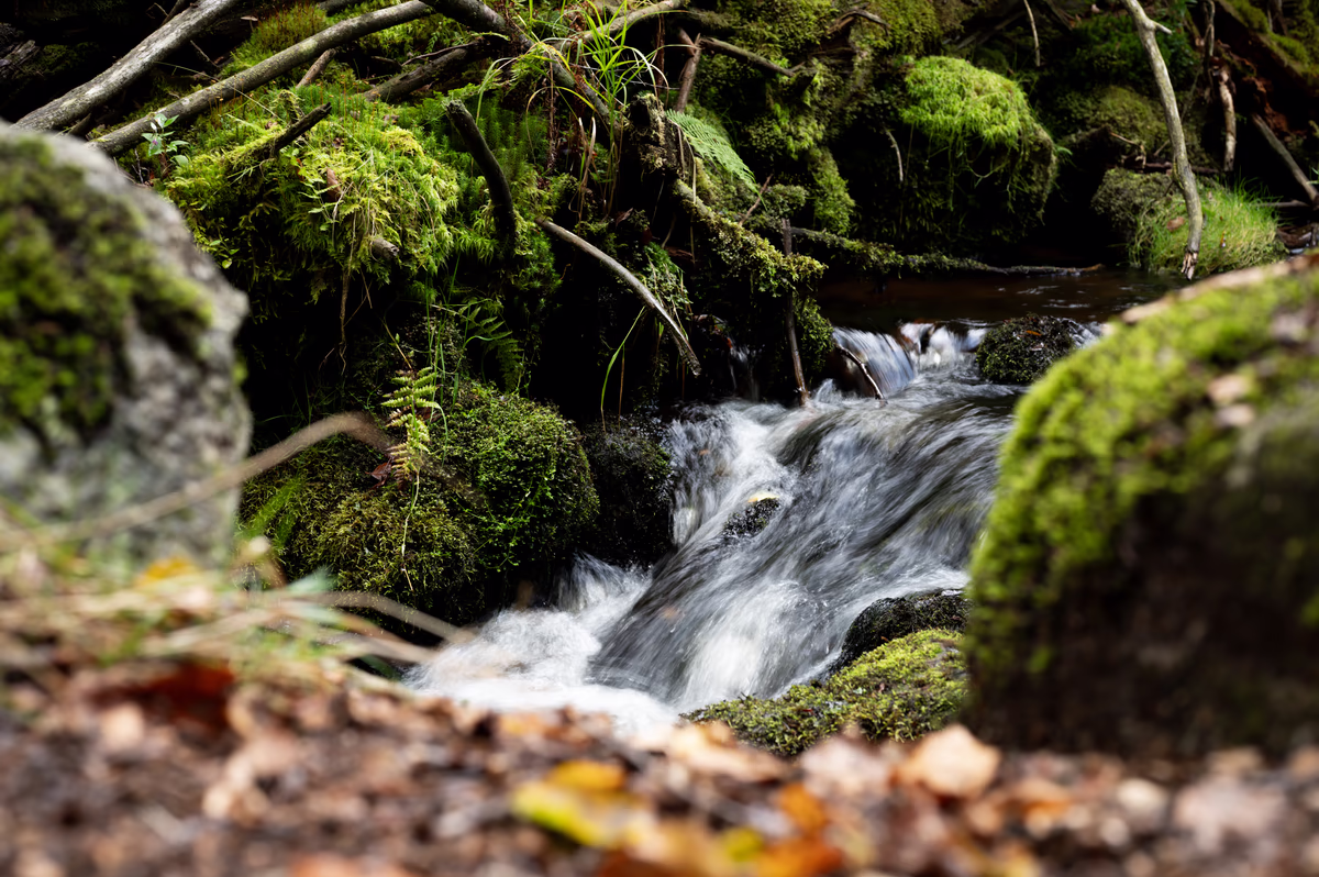 A small stream cascades over dark rocks surrounded by moss-covered earth and fallen autumn leaves.