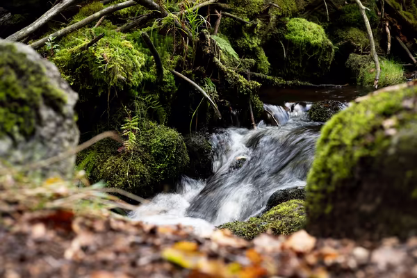 A small stream cascades over dark rocks surrounded by moss-covered earth and fallen autumn leaves.
